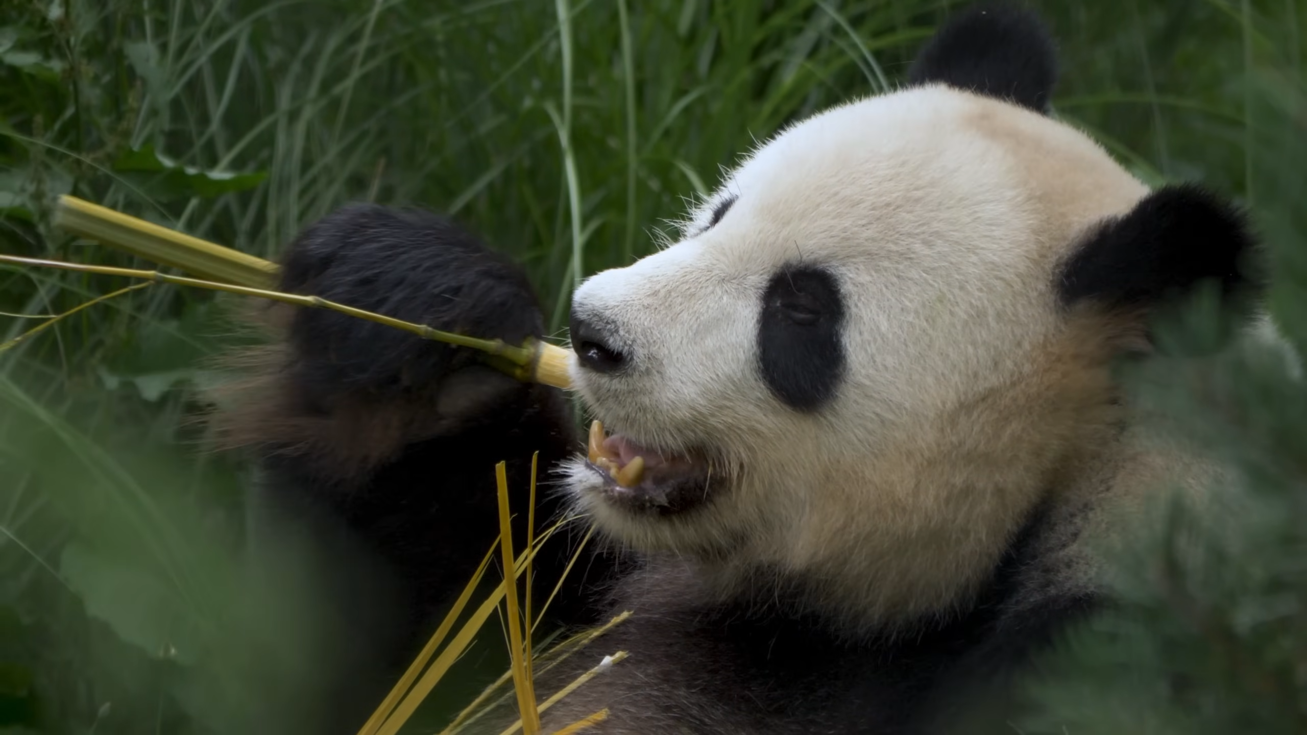Pandas should be extinct by now - scientists don’t know how they survived