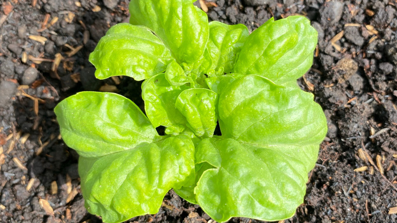 The lesser-known basil variety you can grow at home