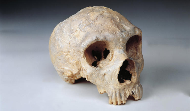 Neanderthals: Facts, news, features and articles about our extinct ...