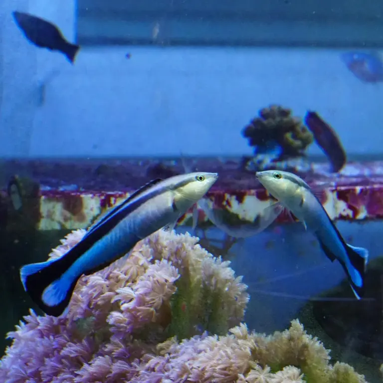 Cleaner fish display intelligence and self-awareness — just like mammals