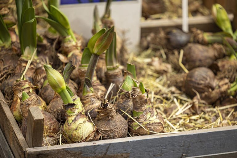 Here's what to do if your bulb sprouted too early, in the box or bag
