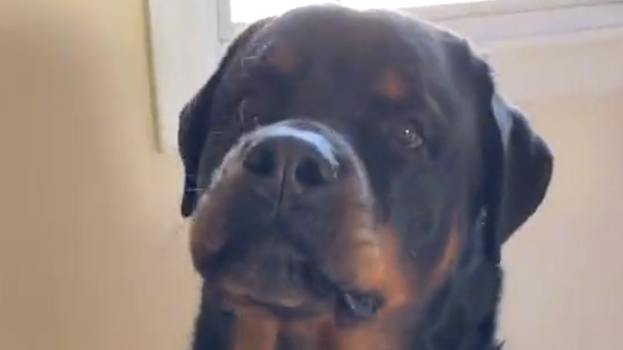 Dog helps baby say first word 