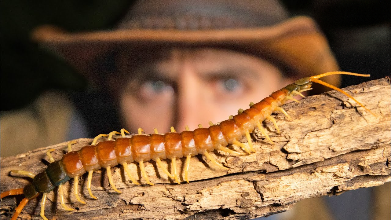 The insect that kills more people than any other