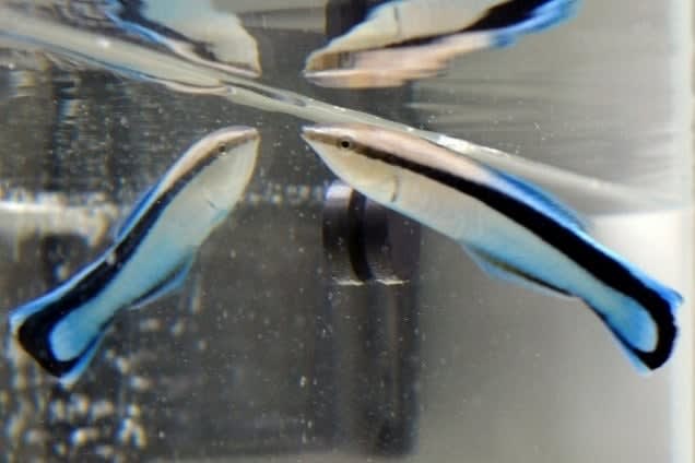 Cleaner fish display intelligence and self-awareness — just like mammals