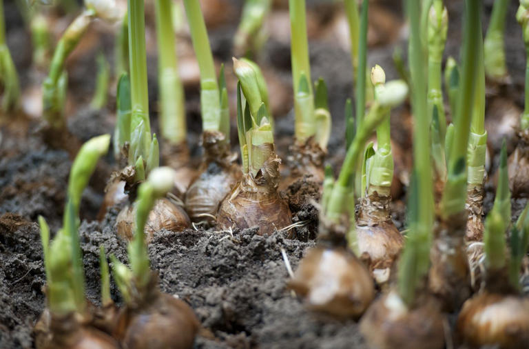 Here's what to do if your bulb sprouted too early, in the box or bag