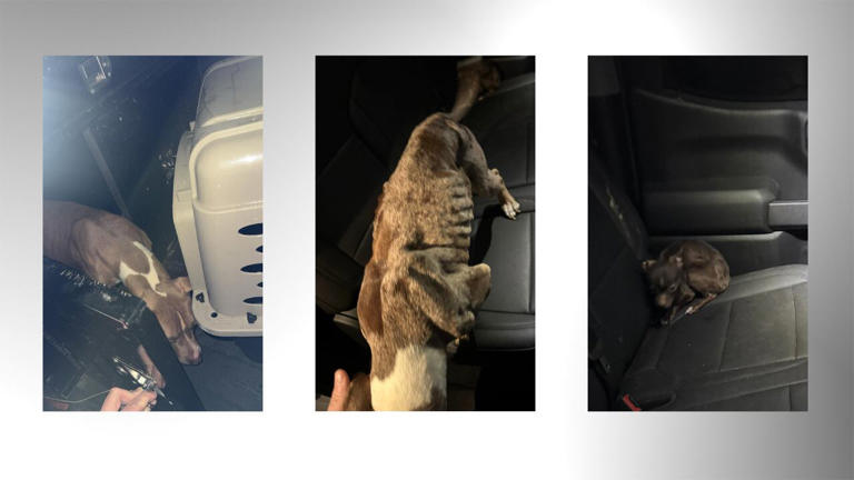 2 arrested on animal cruelty charges in Walker County