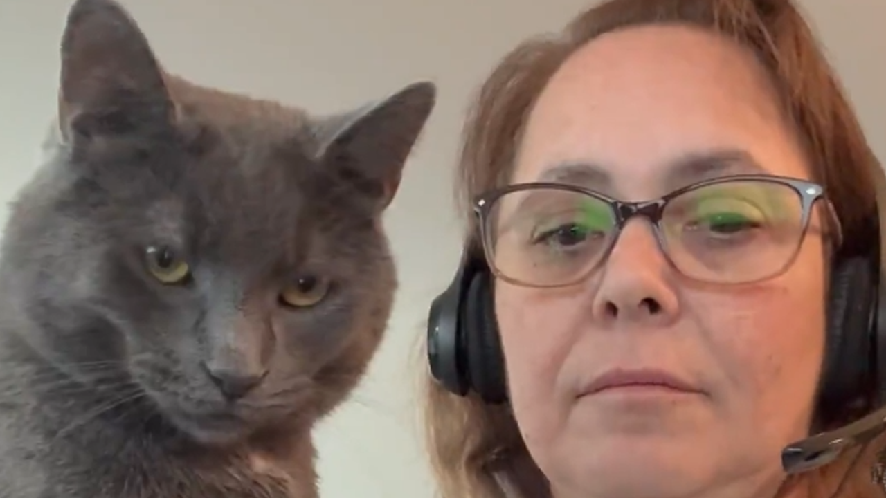 Cat interrupts work demanding attention