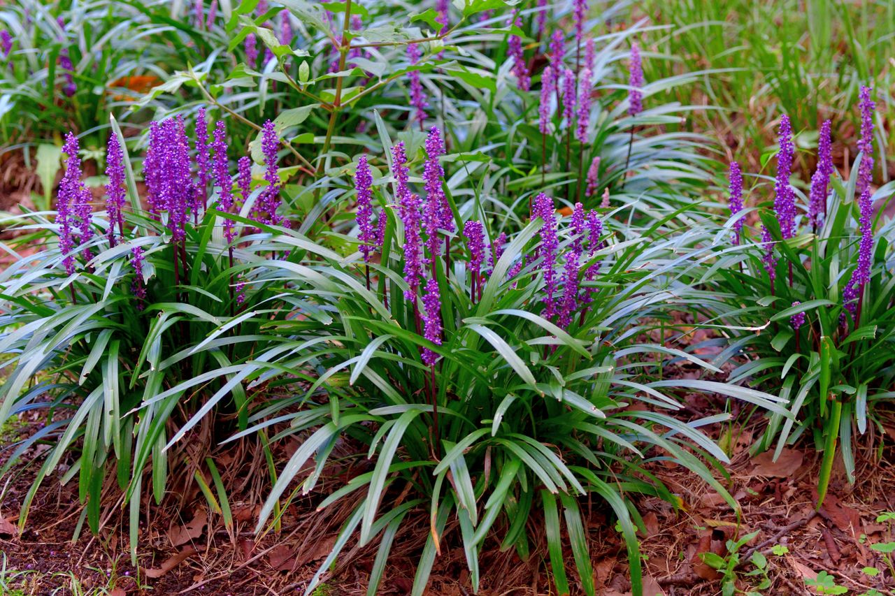 Lilyturf