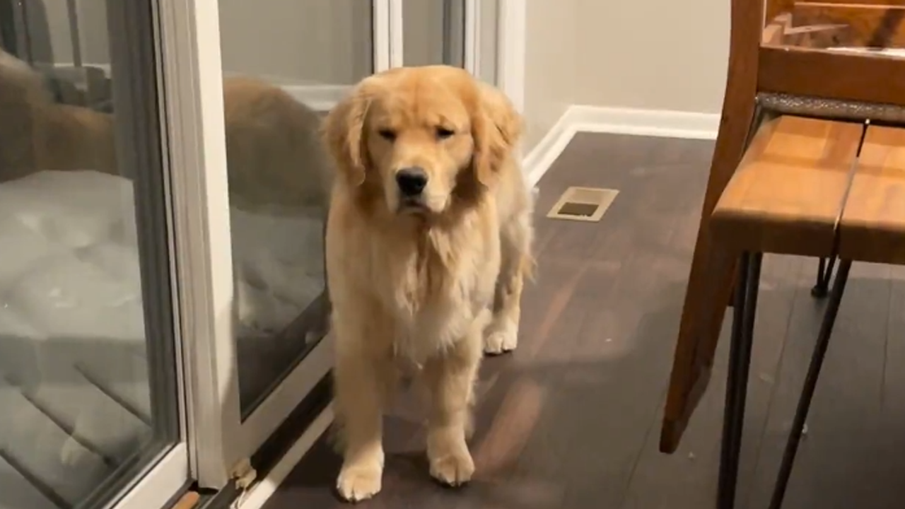 Marshall shows a hilarious guilty expression