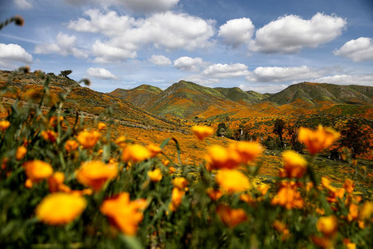 SoCal rain fuels above-average desert bloom, but experts stop short of ...