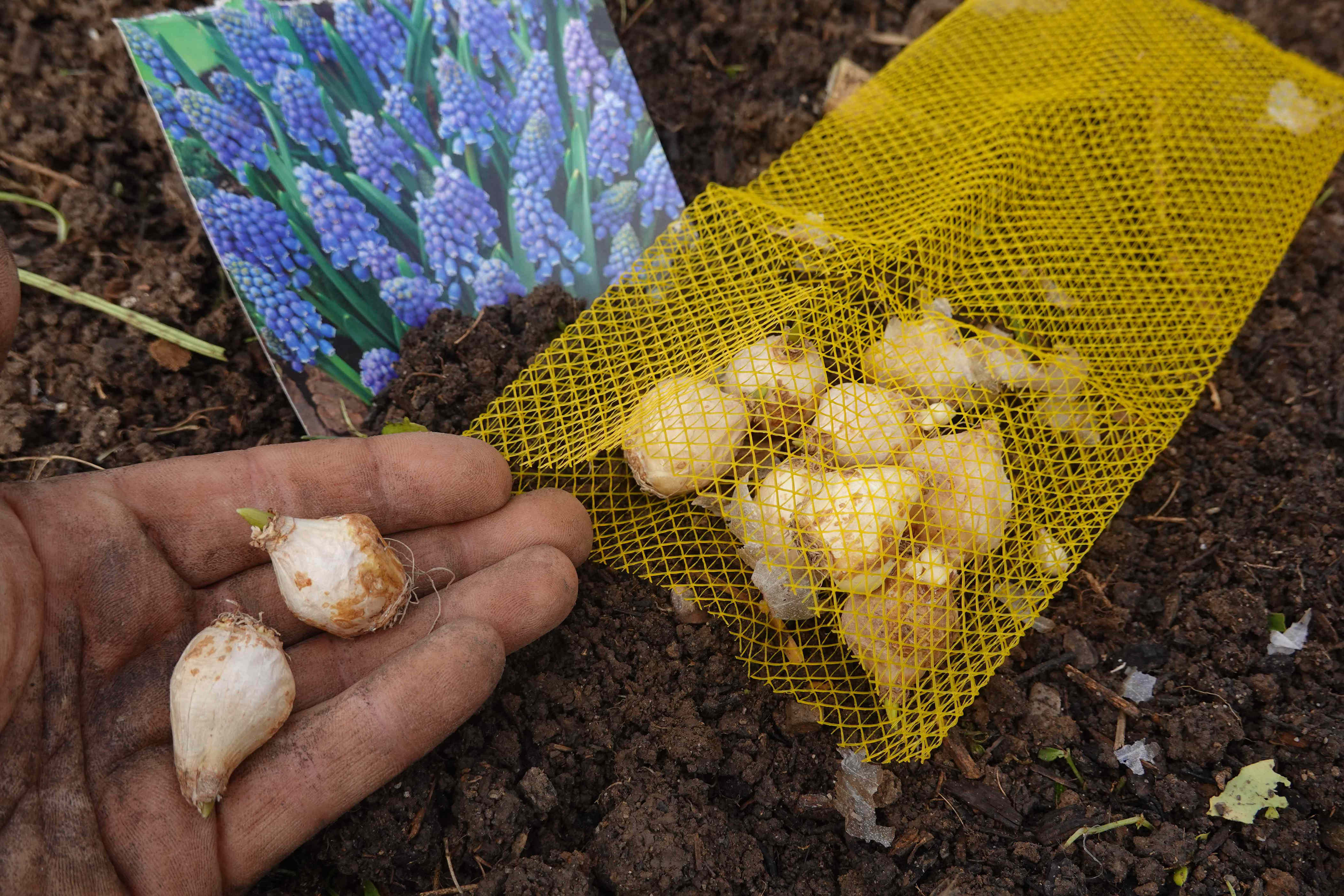 Here's what to do if your bulb sprouted too early, in the box or bag