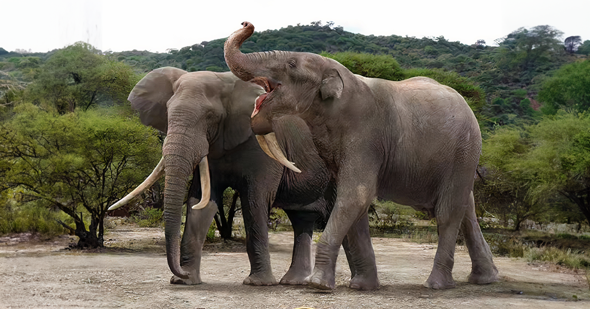 30 size comparisons of extinct species and their modern relatives by ...