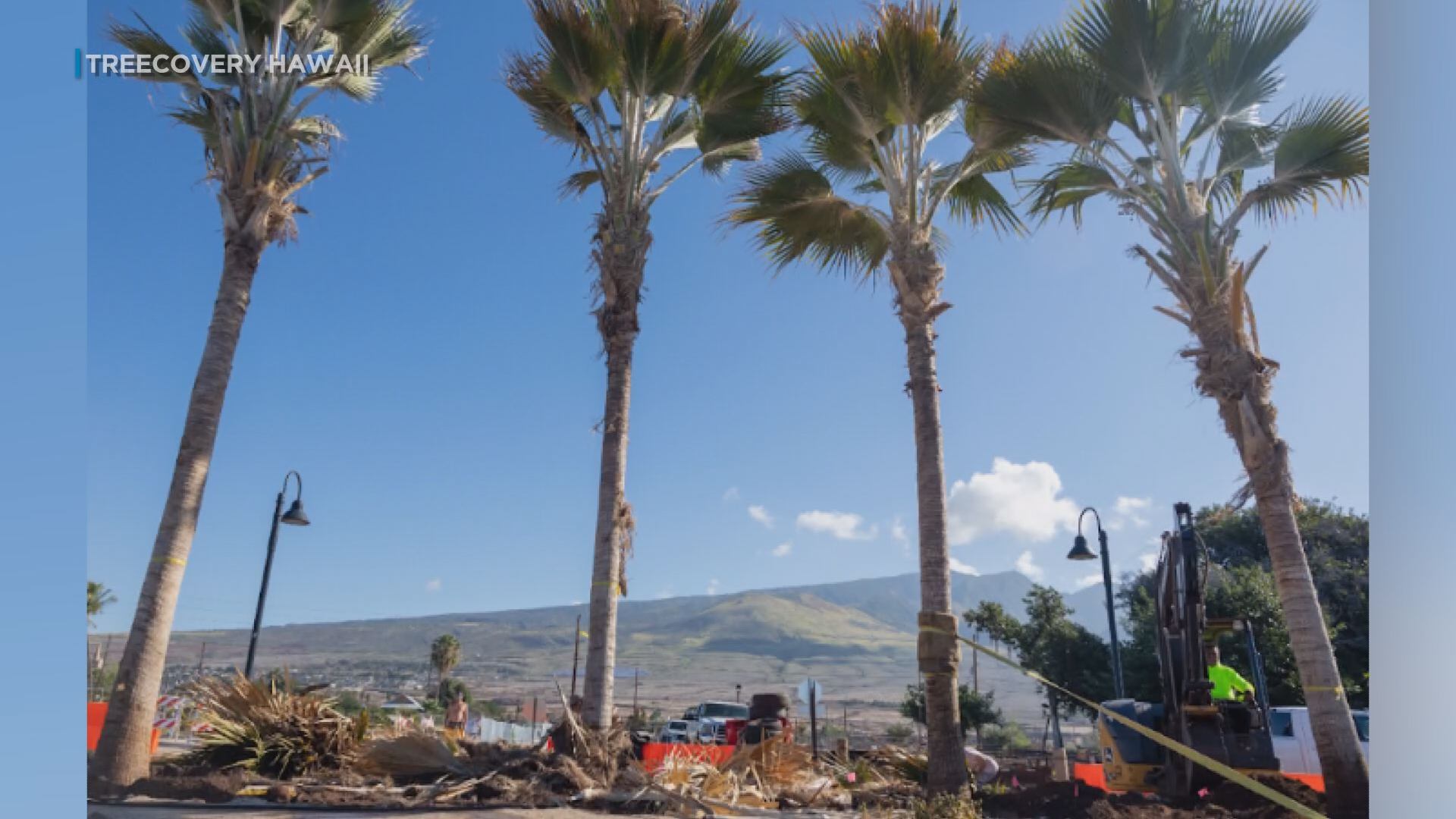 Native palm trees planted to help restore Lahaina