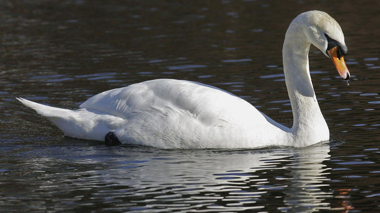 Bird flu fears after dozens of swans found dead