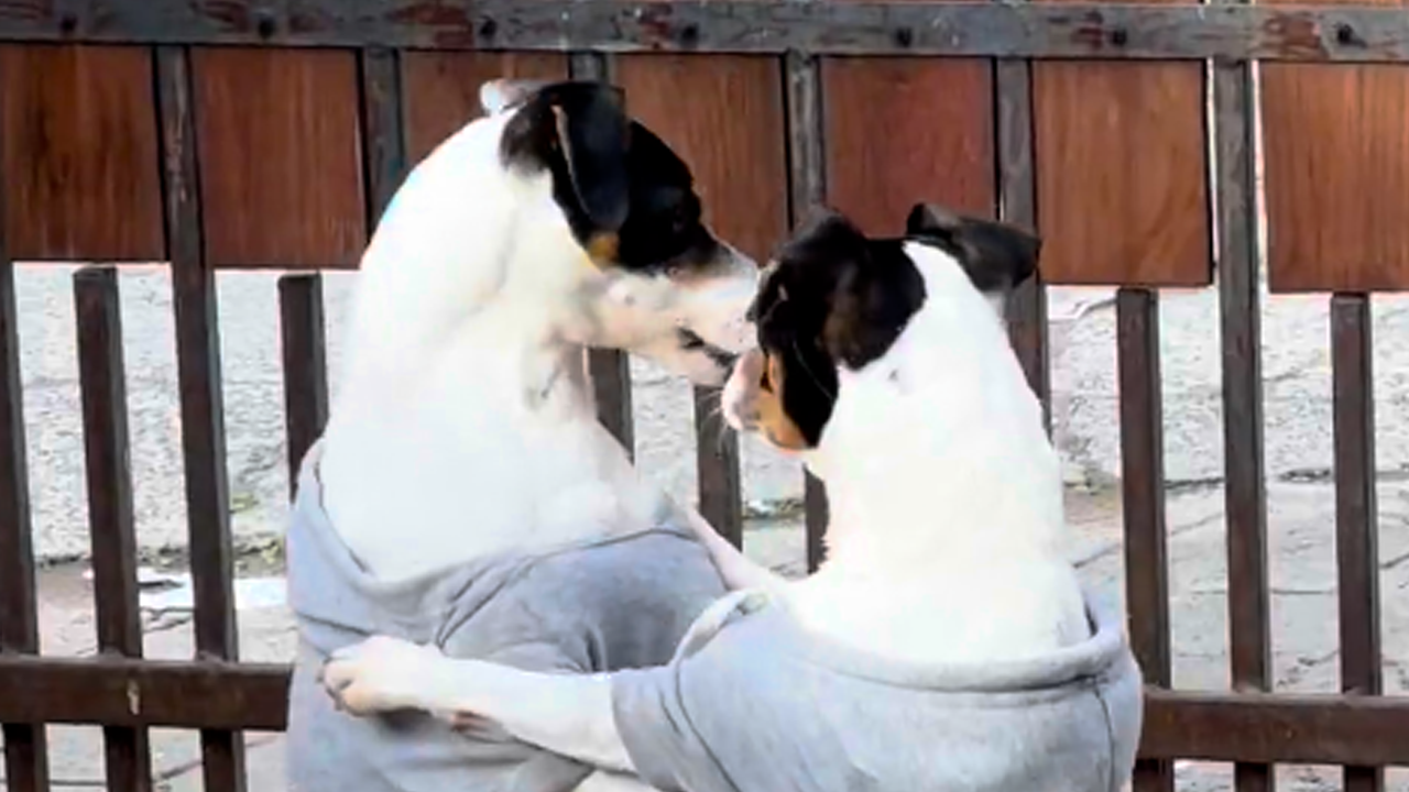 Two dogs perform synchronized dance routine