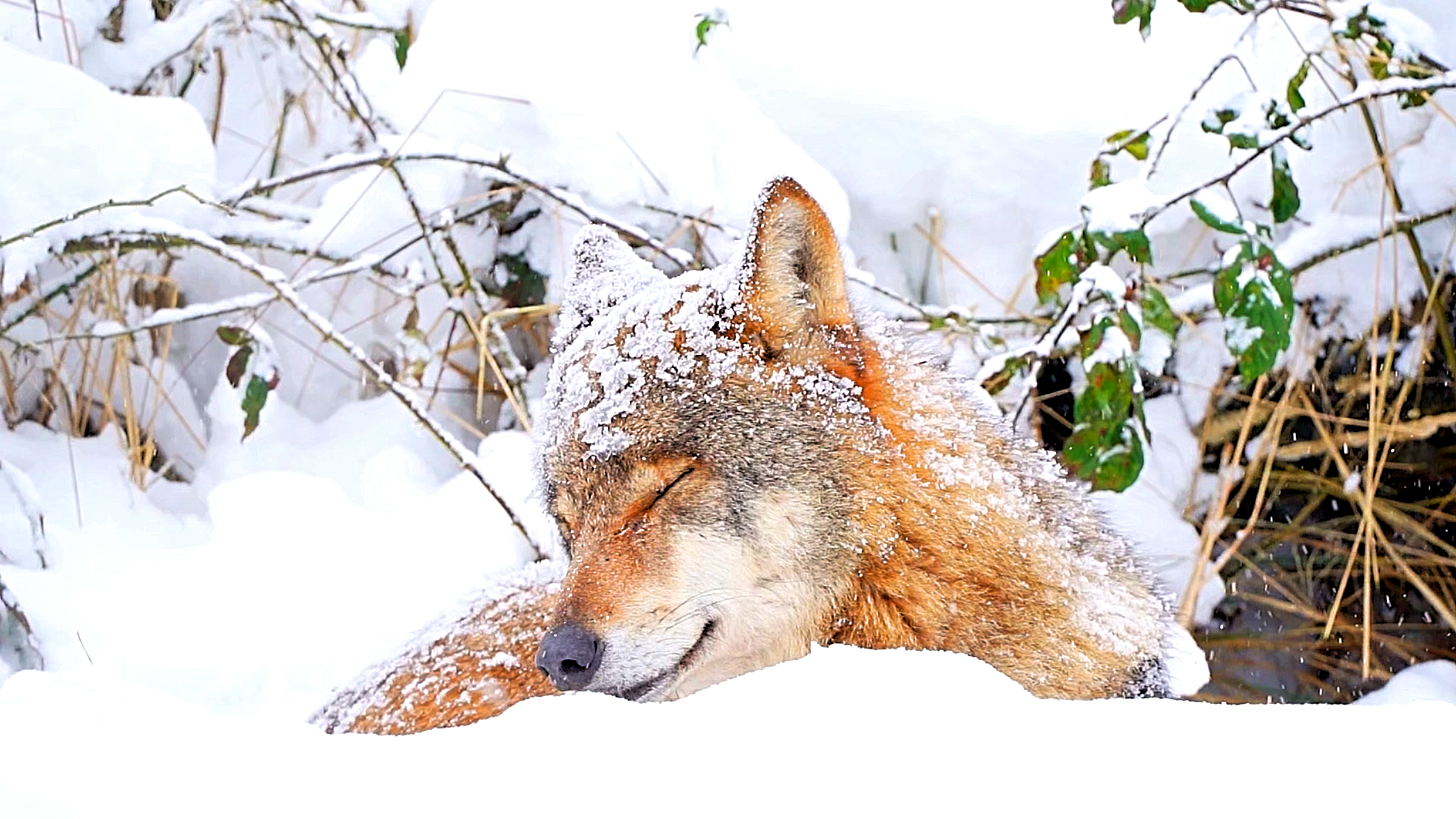 Forest captures a rare and soulful moment of a wolf