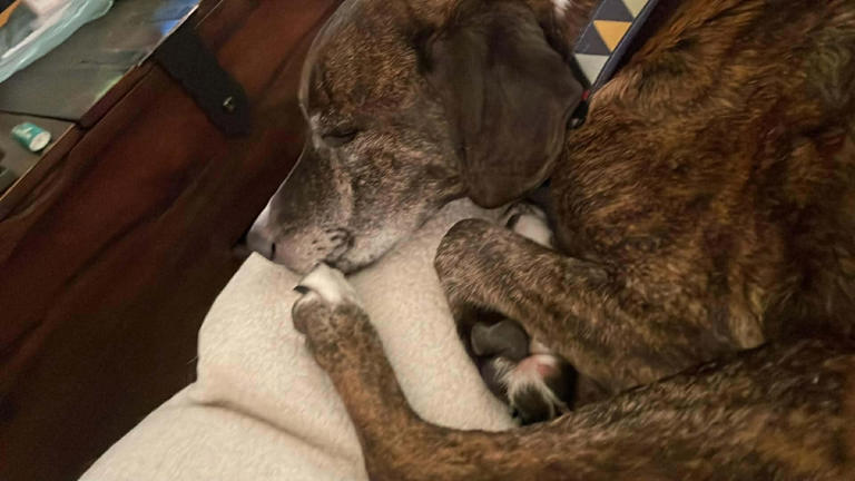 Dog that bolted into Rocky Mountains reunited with owner after 43 days
