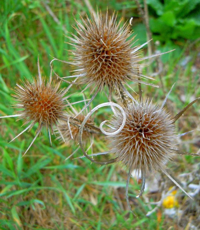 Identifying common weeds in your yard