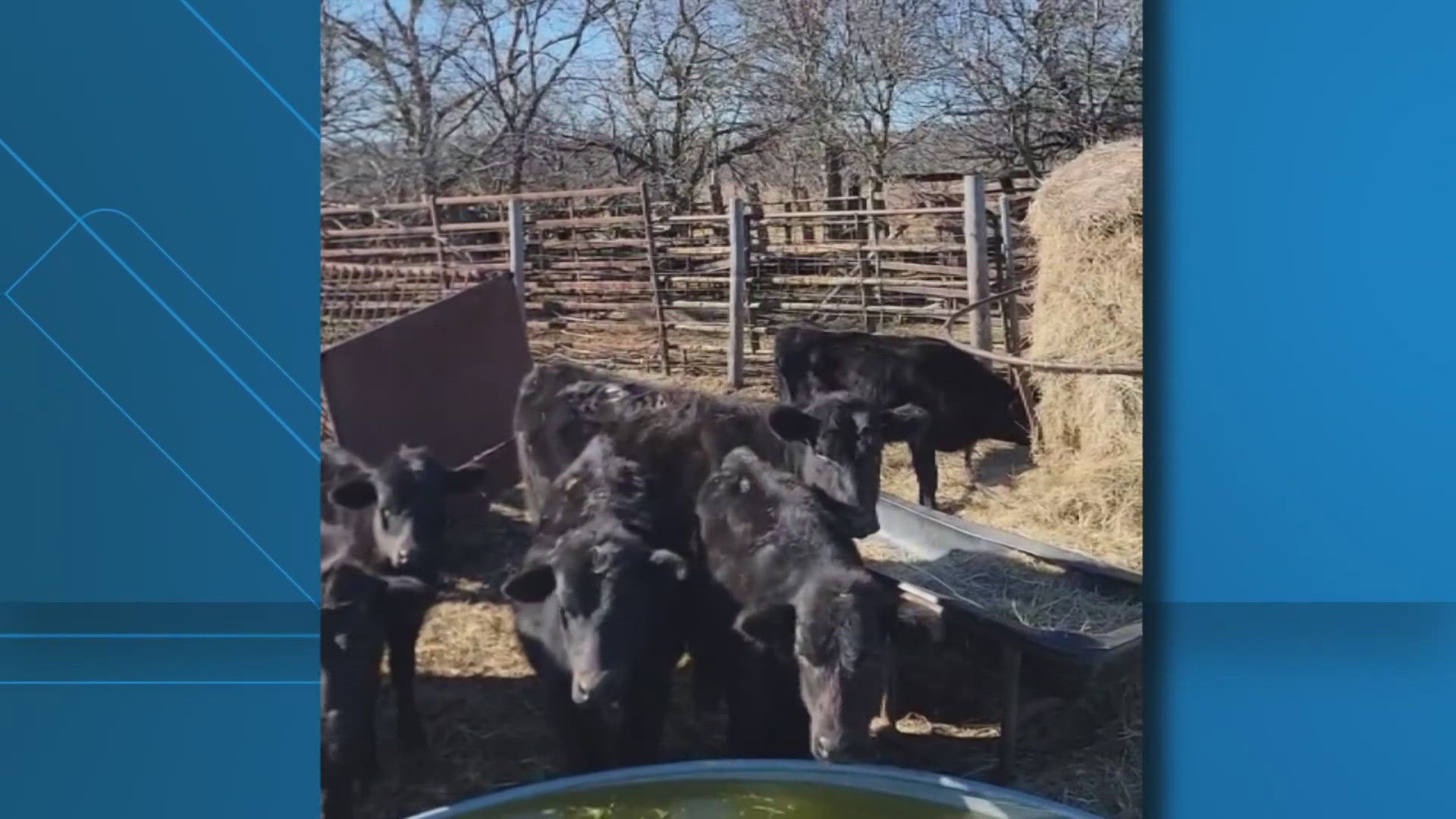 Central Texas ranchers hoping for answers after alleged cattle theft