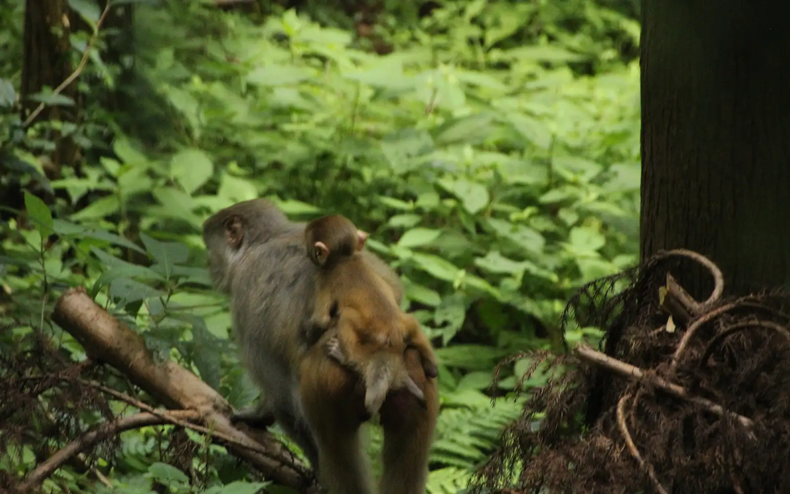 Primatologist says Punch’s story is not cute, it’s trauma