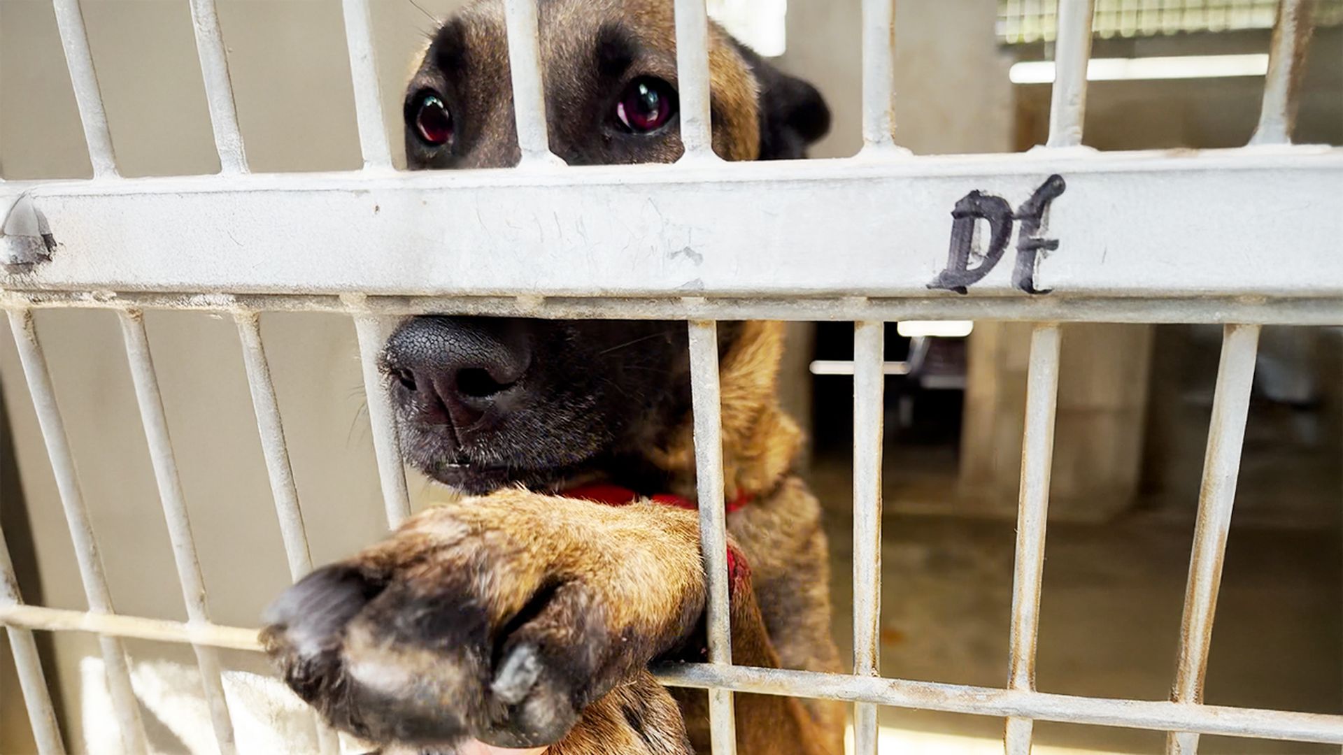 Dog injures herself trying to get pets at the shelter<br><br>