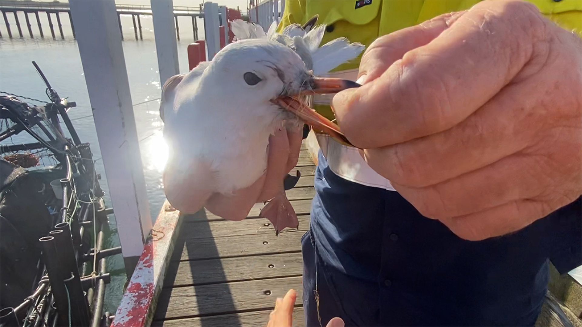 Guys rescue a little seagull tangled in wire