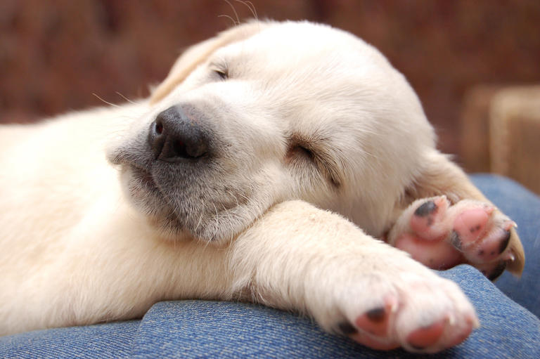 Yellow Labrador puppy napping in casserole dish will make your day