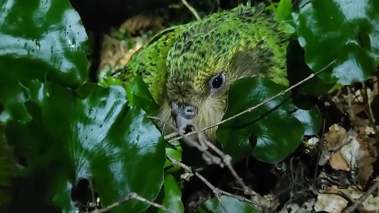 A bumper berry harvest has New Zealand's weird flightless parrot in a ...