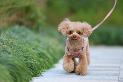 犬を初めて飼ったときに経験すること5選 迎える前に知っておくべき心得とは？