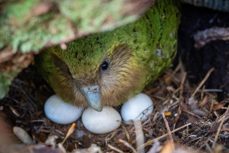 A bumper berry harvest has New Zealand's weird flightless parrot in a ...