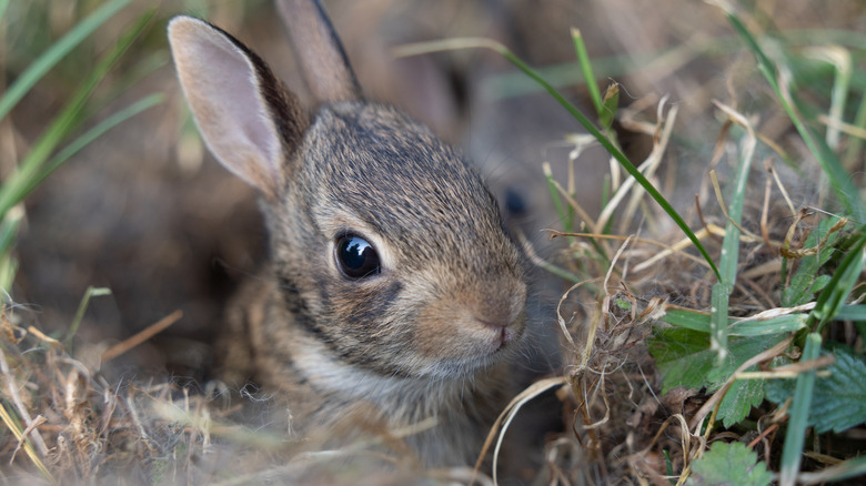 Found a rabbit's nest in your yard? Don't do this