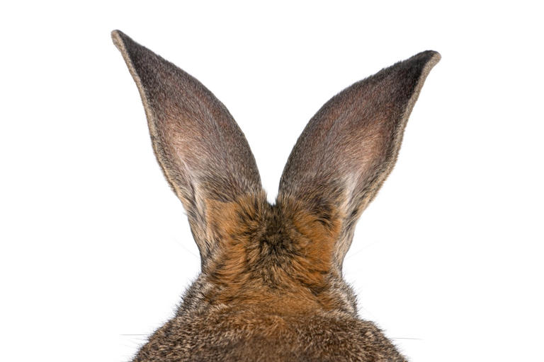 Massive pet rabbit who's bigger than a small dog has people doing a ...