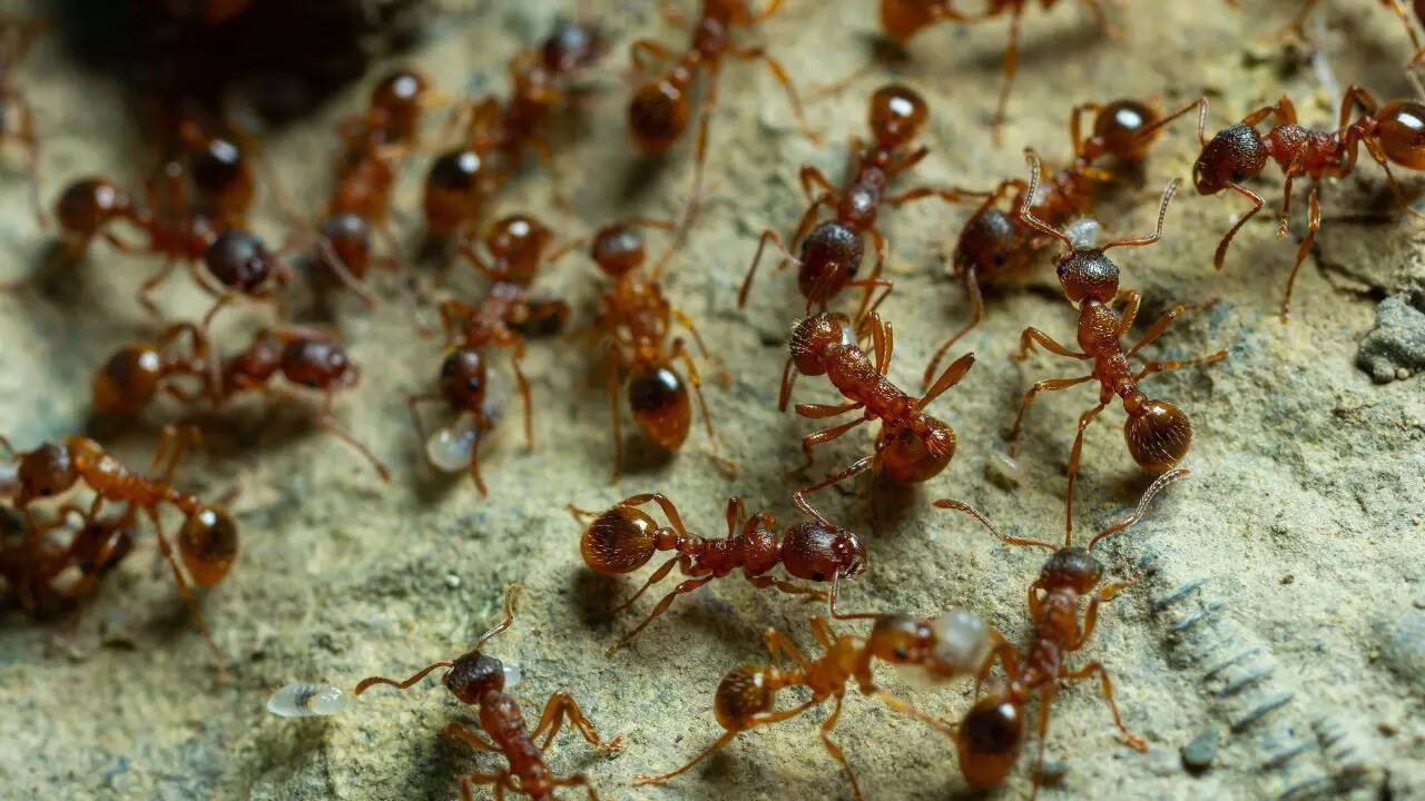 The secret survival strategy of red ants that relies on stolen black ...