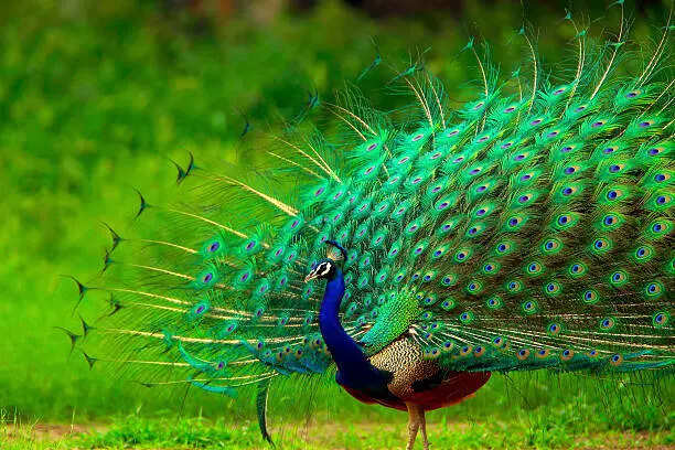10 national birds that symbolize culture and beauty worldwide