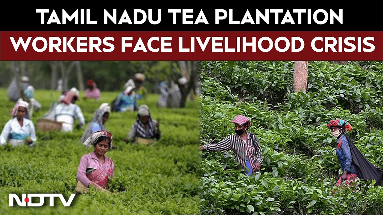 Tamil Nadu elections: Tea plantation workers face livelihood crisis ...