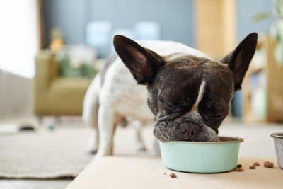 犬を初めて飼ったときに経験すること5選 迎える前に知っておくべき心得とは？