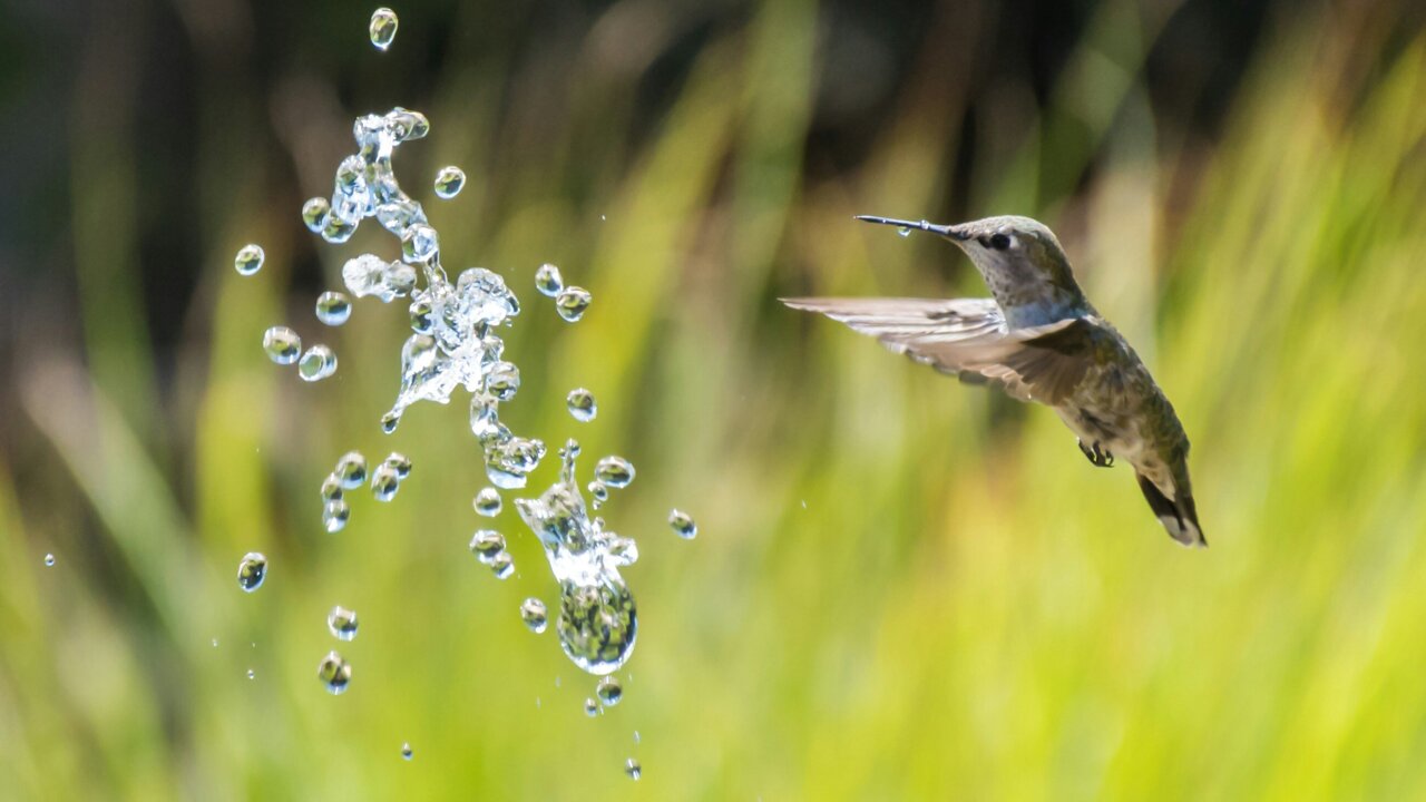 Fast-paced lives demand faster vision: Ecology shapes how 'quickly ...