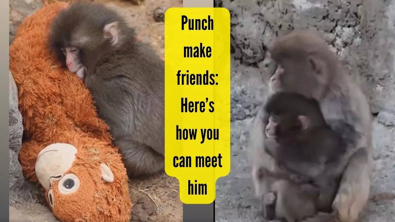 Want to meet Punch? The viral baby monkey with a plushie from Japan has ...