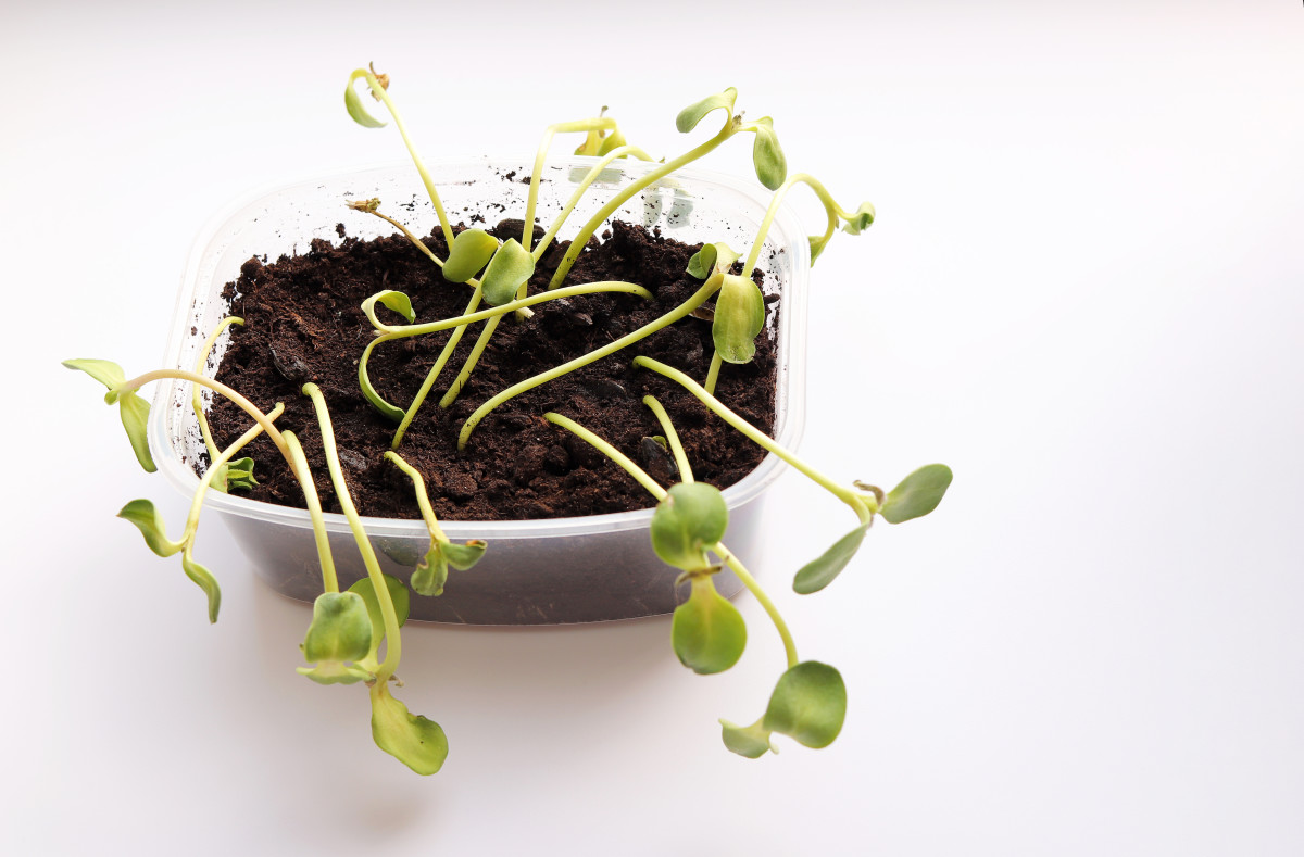 3 reasons your seedlings are flopping over