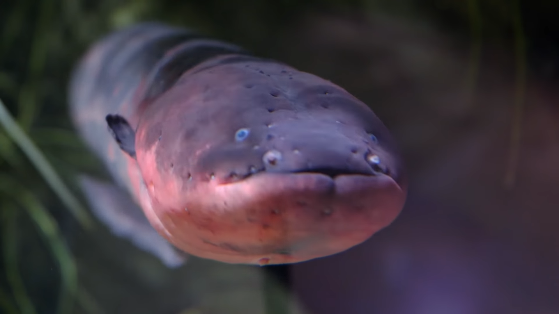 Congress-BJP spar over Eid holiday demand as Adhir Ranjan writes to ...