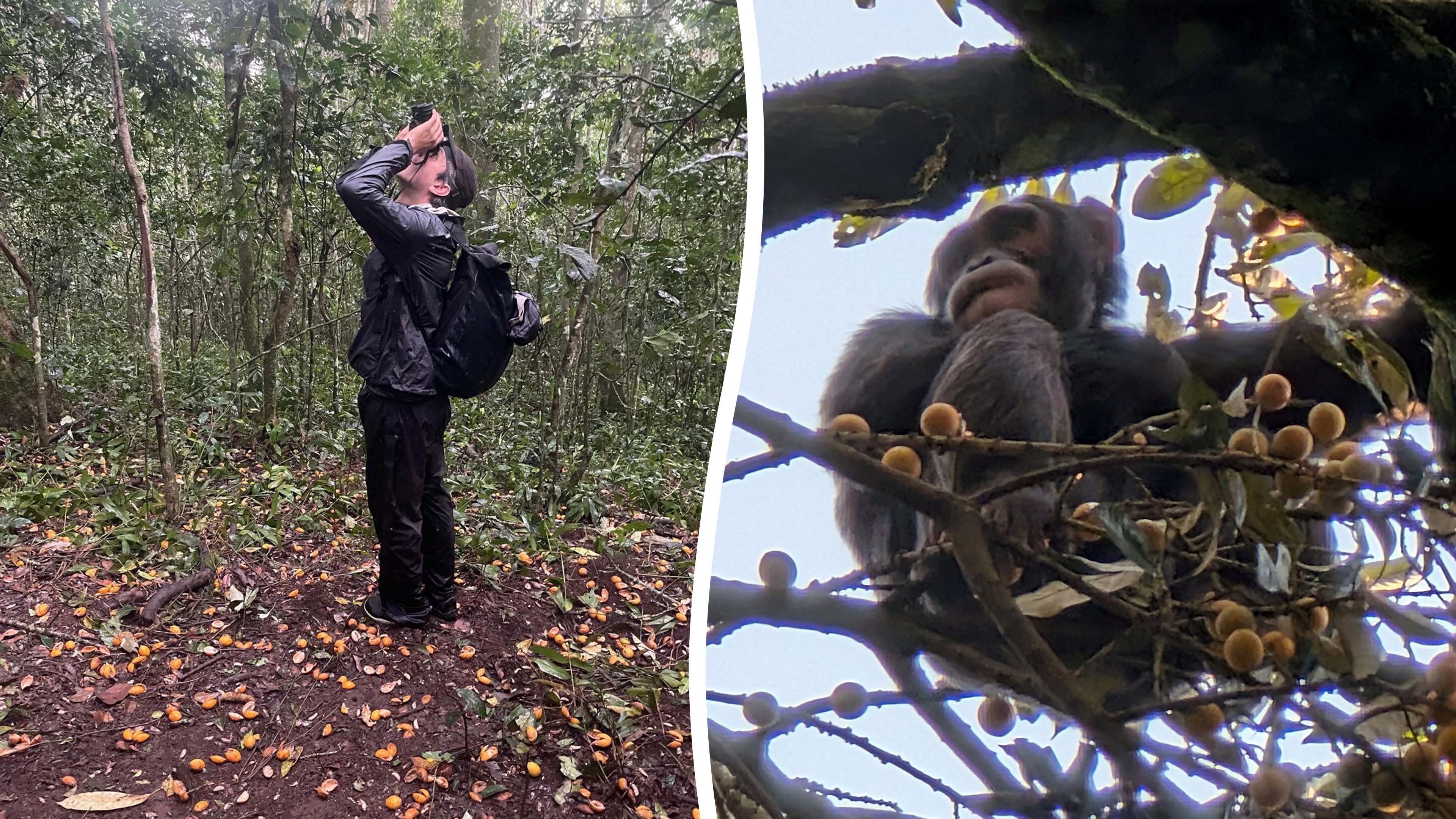 Chimps are "drunken monkeys" who seek out alcohol in native habitat ...