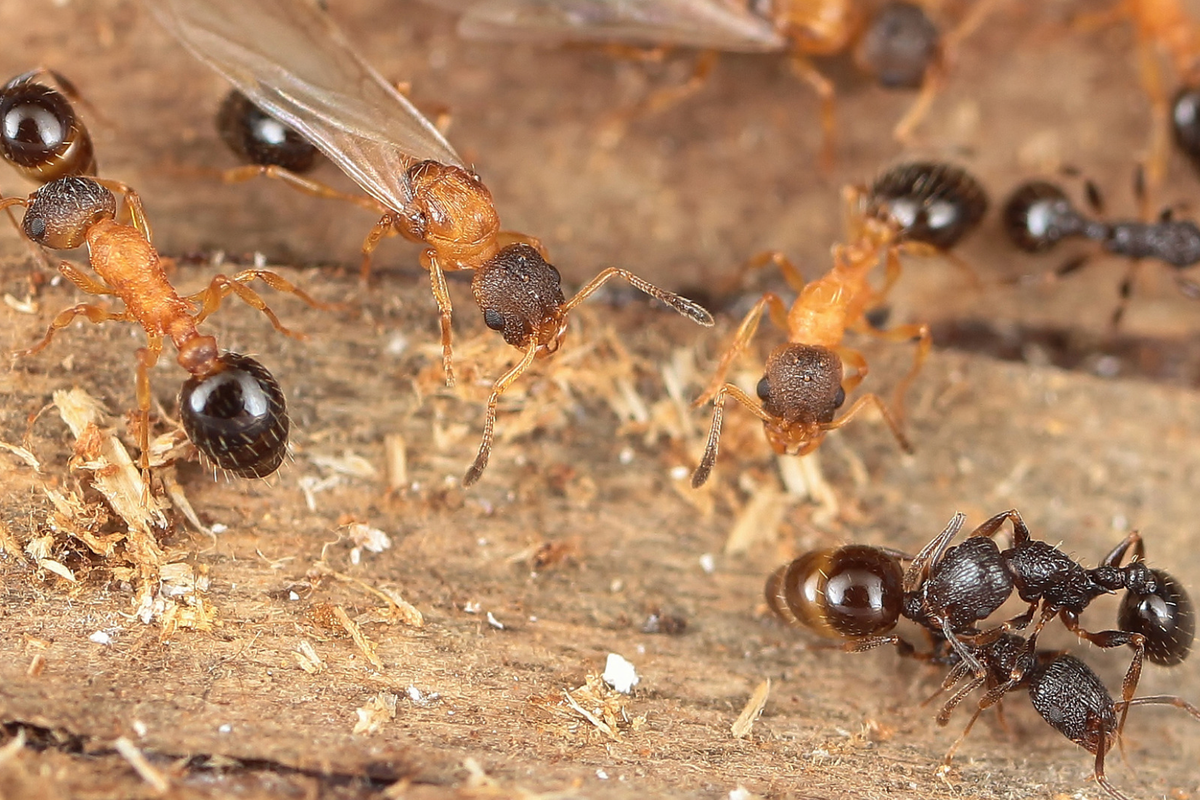 Rare ant species discovered in Japan consisting exclusively of queens