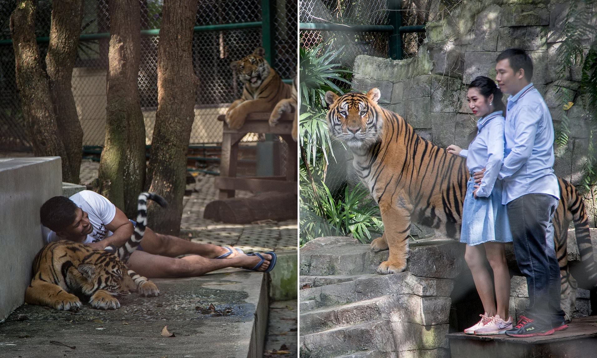 Mystery as 72 tigers suddenly die at Thai tourist park where ...
