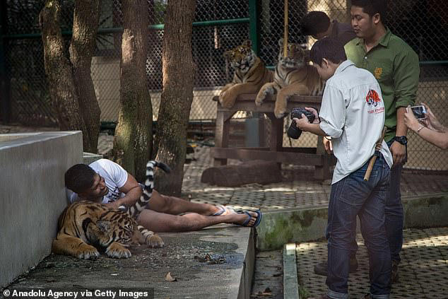 Mystery as 72 tigers suddenly die at Thai tourist park where visitors can  touch the animals