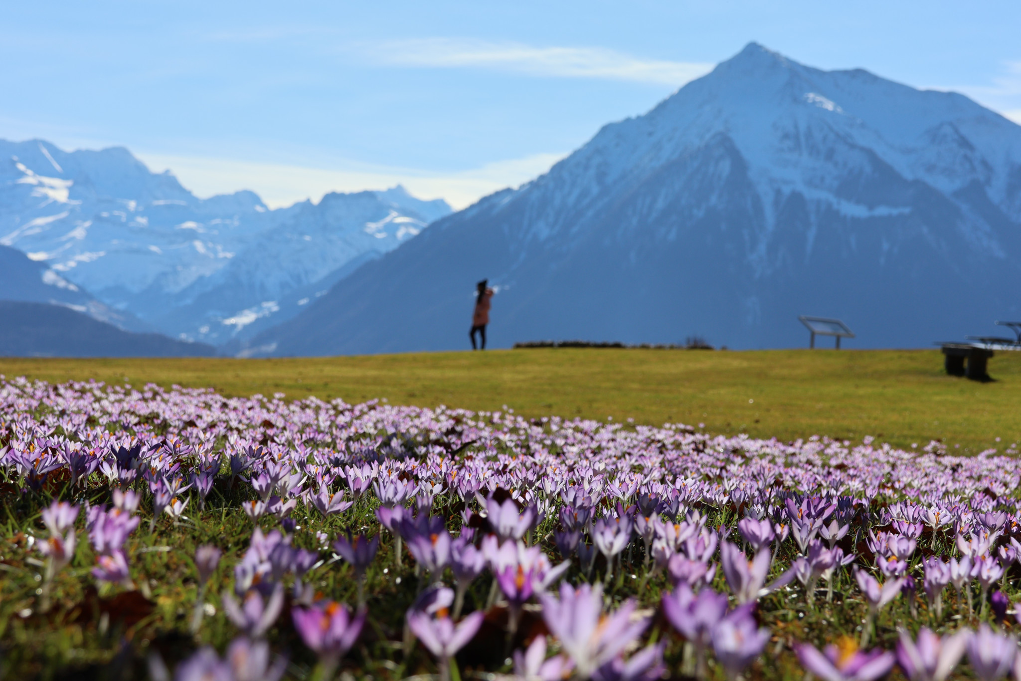 Es wird 17 Grad in Bern und die Krokusse spriessen: Der Frühling ist da