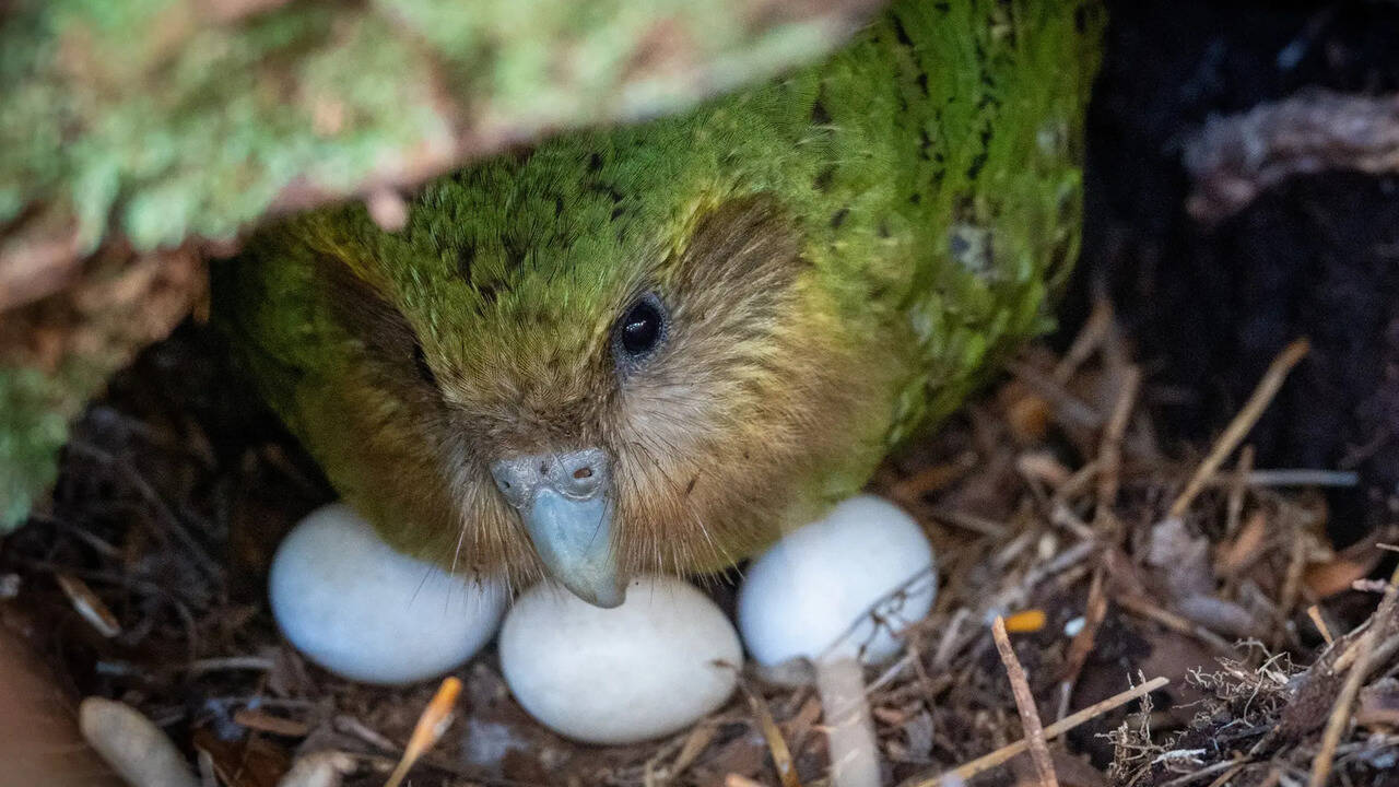 New Zealand's kakapo population grows amid rare breeding season