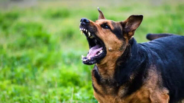 The psychology behind dogs attacking their owners