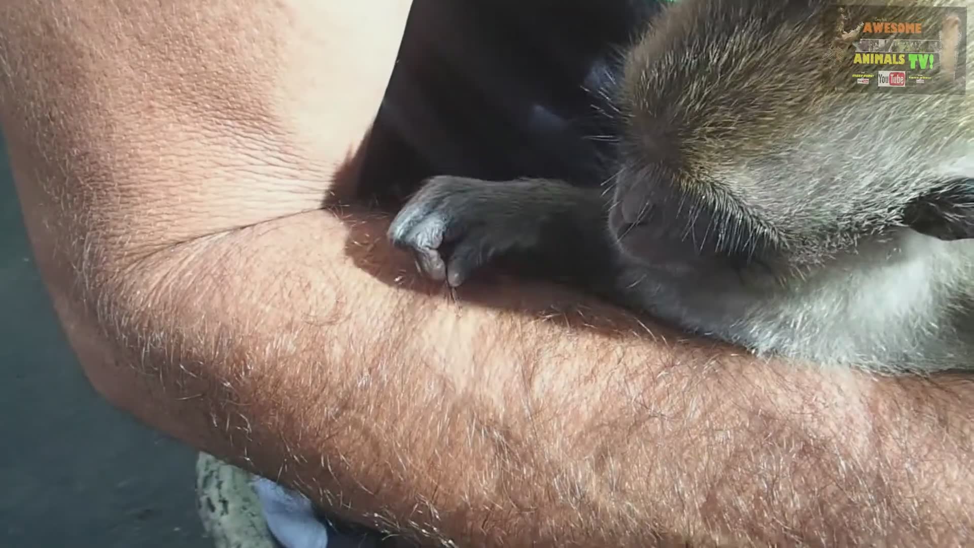 Compilation of amusing and entertaining wild monkey behaviors caught on