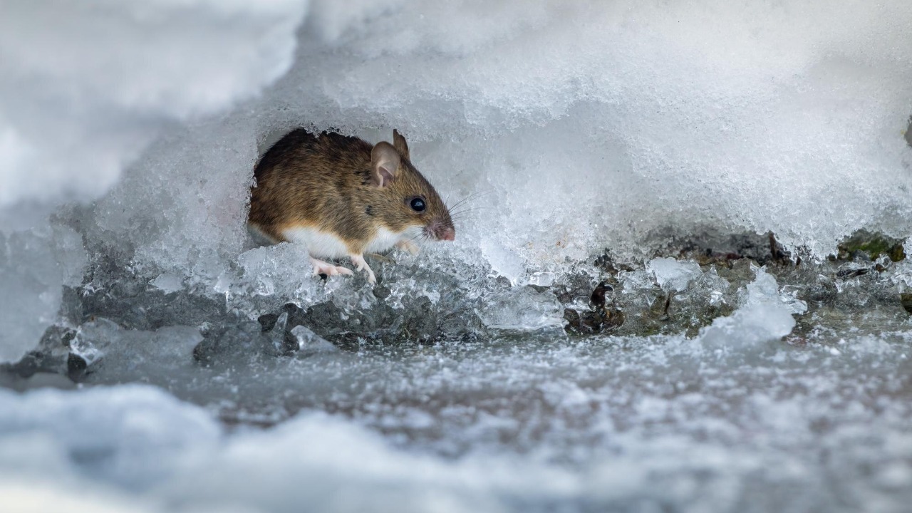 NYC discovers brutal rat killing power of extreme winter cold