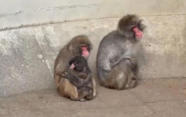 Why are animals picking on Punch the monkey? Scientists reveal tragic truth  about the viral macaque